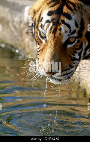 Ein Bengal Tiger (Panthera Tigris Tigris) in Drakenstein Löwenpark, Klapmuts, Kaps, Südafrika. Stockfoto