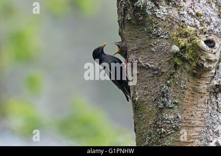 Gemeinsamen Adult Star (Sturnus Vulgaris) füttert Küken am Nistplatz. Frühling. Vereinigtes Königreich, Stockfoto