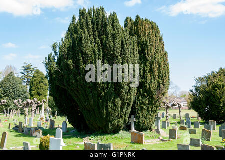 Europäische Eibe (Taxus Baccata) in Str. Marys Kirchhof, Church Road, Thame, Oxfordshire, England, Vereinigtes Königreich Stockfoto