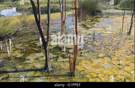 Heißen geothermischen Pool in Rororua, Neuseeland Stockfoto