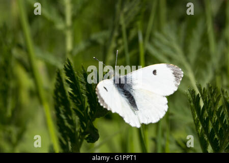 (Orange Tipp weibliche) Schmetterlinge, Anthocharis Cardamines, ruht auf jungen Farne in Durham, England. Stockfoto