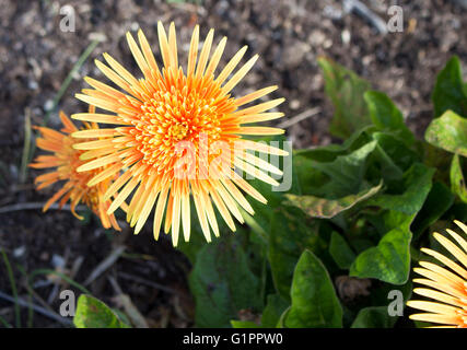 Gerbera jamesonii eine blühende Pflanze, die in der Gattung Gerbera oder Transvaal Daisy aus Afrika mit einem farbigen Zungenblüten ist wunderschön. Stockfoto