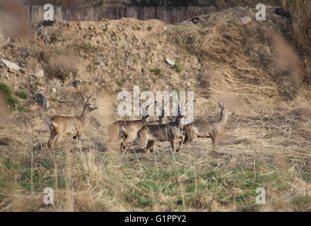 Kleine Herde Rehe (Capreolus Capreolus) stand vor Erde Heap und beobachtete alarmiert. Stockfoto