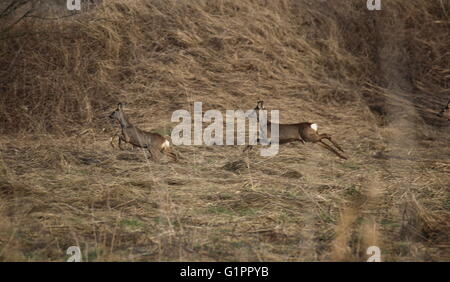 Zwei Rehe (Capreolus Capreolus) sind auf der Flucht. Stockfoto