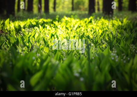 Schönen Wald landyshi - dicke duftende Dickicht der zarten Blüten vor dem Hintergrund der Kiefernwald in der Ukraine, ist es Ra Stockfoto