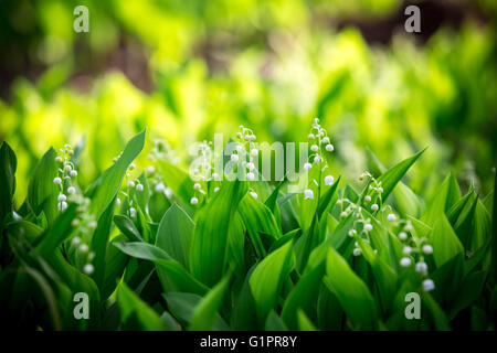 schönen Wald Landyshi dicken duftenden Dickicht von zarten Blüten vor dem Hintergrund der Kiefer Wald In der Ukraine, es ist ra Stockfoto