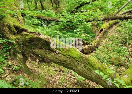 Einen alten Baumstamm liegend im grünen Wald Stockfoto