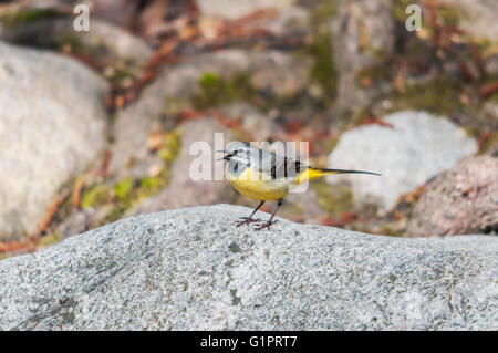 Eine Gebirgsstelze auf ein Rock-Gesang Stockfoto