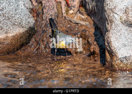 Gebirgsstelze Fütterung am Rand des Wassers Stockfoto
