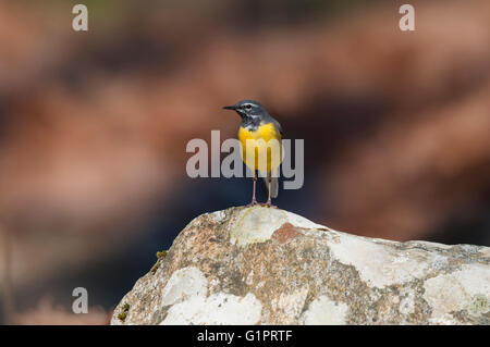 Männliche Gebirgsstelze auf einer Felsen-Vorderseite Stockfoto