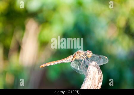 Libelle mit grünen Hintergrund jedoch unscharf. Raum in Oberseite Stockfoto