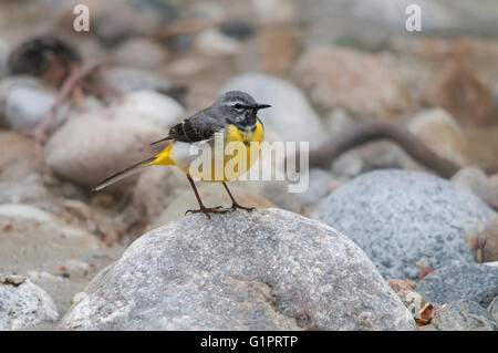 Gebirgsstelze (Motacilla Cinerea) auf einem Felsen Stockfoto