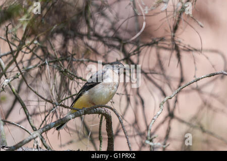 Eine Gebirgsstelze (Motacilla Cinerea) Biotechnik warten auf einer Kiefer Stockfoto