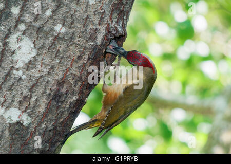 Grünspecht (Picus Viridis) seine Jungen füttert die guckt aus dem Verschachtelung Loch in einem Baum Stockfoto