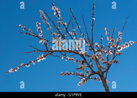 Zweig der Mandelbaum mit Blüten im zeitigen Frühjahr Stockfoto