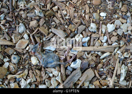 Totes Babyvogel auf Kiesweg in Sir Harold hügeliger Gärten in Romsey England uk Stockfoto