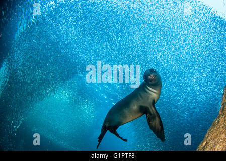 Unterwasser Ansichten der kalifornischen Seelöwen, Zalophus Californianus und Köder Fischen in der Sea Of Cortez. Stockfoto