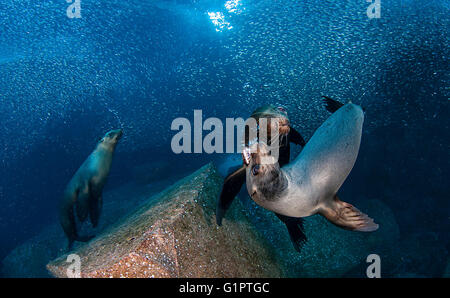 Unterwasser Ansichten der kalifornischen Seelöwen, Zalophus Californianus und Köder Fischen in der Sea Of Cortez. Stockfoto