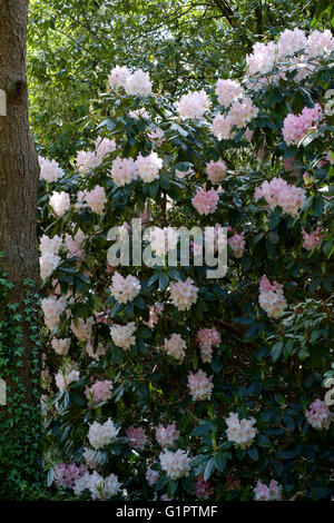 Rosa Rhododendren in Brentry Holz in Sir Harold hillier Gardens in Romsey England uk Stockfoto