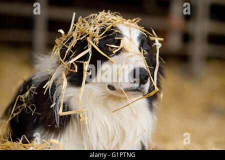 Bauernhof-Collie im Stroh Stockfoto