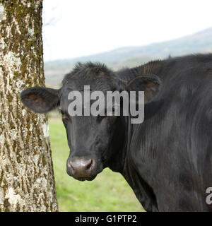 Kuh auf der Suche über die Schulter Stockfoto