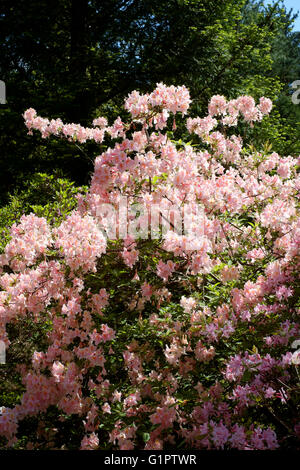 Rosa Rhododendren in Brentry Holz in Sir Harold hillier Gardens in Romsey England uk Stockfoto