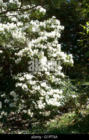 weißen Rhododendren in Brentry Holz in Sir Harold hillier Gardens in Romsey England uk Stockfoto