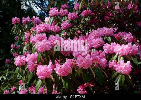 Rosa Rhododendren in Brentry Holz in Sir Harold hillier Gardens in Romsey England uk Stockfoto