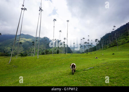 Grasende Kühe auf grünen Wiesen auf das Cocora-Tal in der Nähe von Salento, Kolumbien. Wachs Palmen im Hintergrund Stockfoto