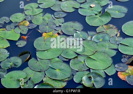 Seerose-Pads schwimmt auf der Wasseroberfläche immer noch blau Stockfoto