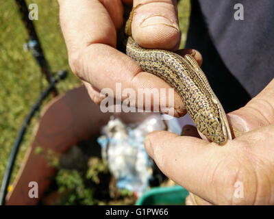 Natur-Demonstration mit einem Chalcides Ocellatus oder Ocellated Skink (auch bekannt als Eyed Skink oder Gongilo) Stockfoto