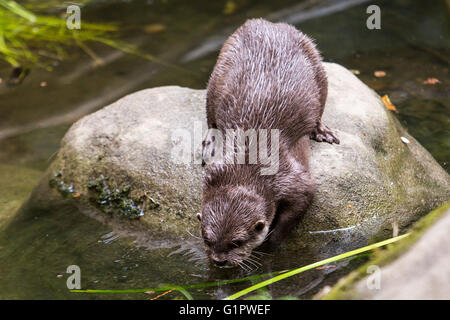 Otter trinken, Cornish Seal Sanctuary, Cornwall, UK Stockfoto