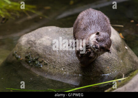 Otter spielt mit einem kleinen Stein, Cornish Seal Sanctuary, Cornwall, UK Stockfoto