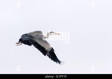 Graureiher (Ardea Cinerea), über einen gefrorenen See zu fliegen. Stockfoto