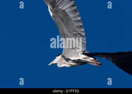 Graureiher (Ardea Cinerea). Stockfoto