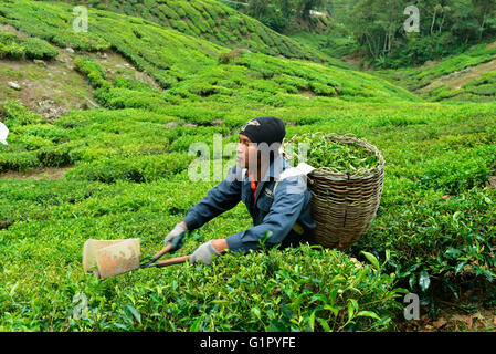 Teeernte, Sungai Palas, Boh Tea Estate, Cameron Highlands, Malaysia Stockfoto
