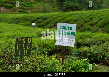 Teeplantage, Sungai Palas, Boh Tea Estate, Cameron Highlands, Malaysia Stockfoto