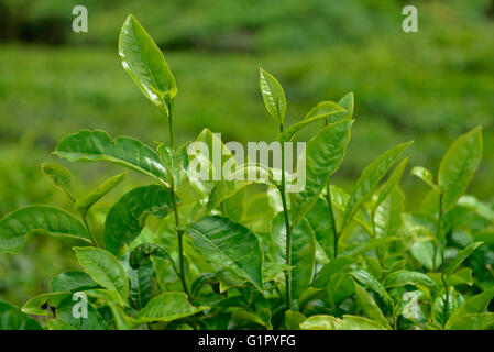 Teepflanze, Sungai Palas, Boh Tea Estate, Cameron Highlands, Malaysia Stockfoto