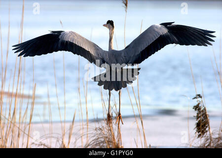 Grey Heron Ardea Cinerea Solna, Schweden Stockfoto