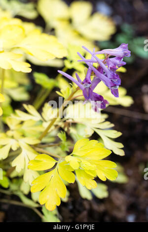 Lila Blumen Kontrast zu dem goldenen Laub des Waldes mehrjährige, Corydalis "Berry spannend" Stockfoto