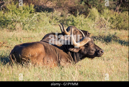 Zwei afrikanische Büffel liegen in Grünland im südlichen Afrika Stockfoto