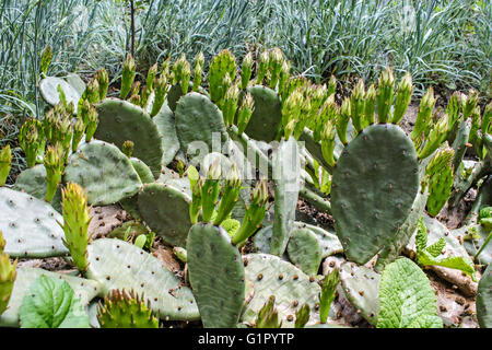 Garten mit einem kleinen Kaktus blühen wird vorbereitet. Stockfoto