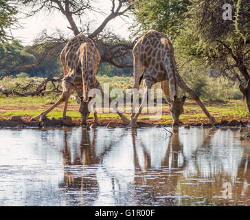 Ein paar Giraffen biegen zu trinken an einer Wasserstelle in der Northern Cape, Südafrika Stockfoto