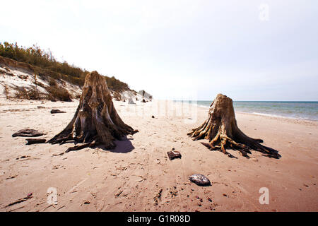 Tote Baumstämme. Seltene 3000 Jahre alten Toten Laubbäumen am Strand im Slowinski-Nationalpark, Polen, Ostsee entfernt. Stockfoto