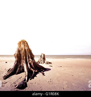 Tote Baumstämme. Seltene 3000 Jahre alten Toten Laubbäumen am Strand im Slowinski-Nationalpark, Polen, Ostsee entfernt. Stockfoto