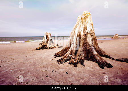 Tote Baumstämme. Seltene 3000 Jahre alten Toten Laubbäumen am Strand im Slowinski-Nationalpark, Polen, Ostsee entfernt. Stockfoto