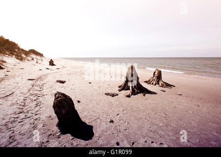 Tote Baumstämme. Seltene 3000 Jahre alten Toten Laubbäumen am Strand im Slowinski-Nationalpark, Polen, Ostsee entfernt. Stockfoto