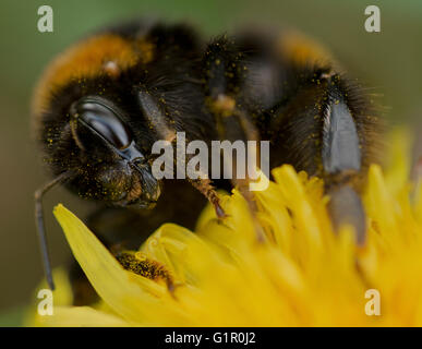 Eine Biene bedeckt mit Pollen auf einer wilden Blume. Stockfoto