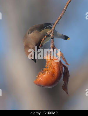 Eine Zeder Seidenschwanz (Bombycilla Cedrorum) Futter auf eine verfallene Apple im winter Stockfoto