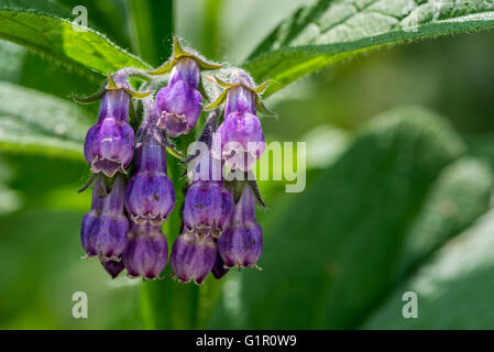 Gemeinsamen Beinwell / true Beinwell (Symphytum Officinale) in Blüte Stockfoto